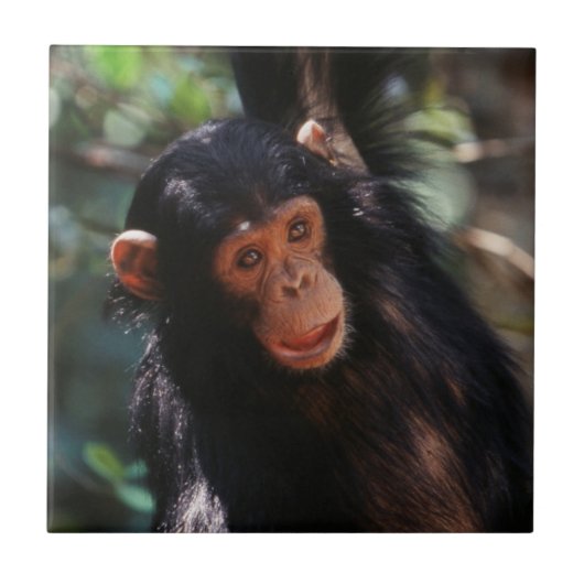 Carreau Jeune chimpanzé (Devant)
