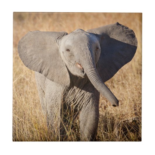 Carreau Jeune éléphant de savane (Devant)