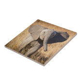 Carreau Jeune éléphant de savane (Côté)