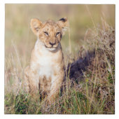 Carreau Jeune lion (Devant)