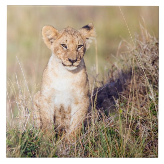 Carreau Jeune lion (Devant)