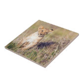 Carreau Jeune lion (Côté)