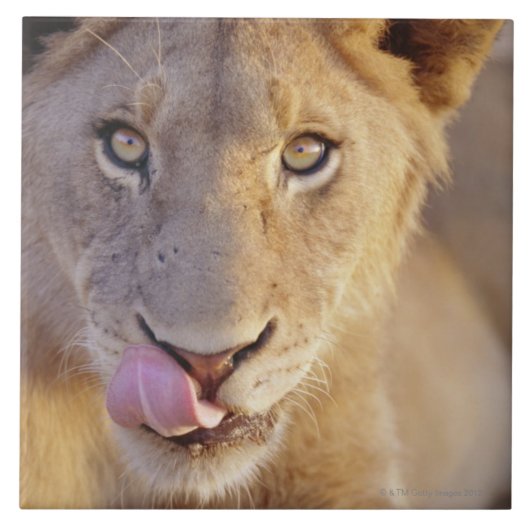 Carreau Jeune lion masculin (Devant)