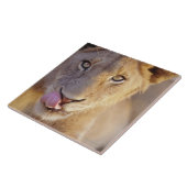 Carreau Jeune lion masculin (Côté)