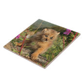 Carreau Jeune Lynx du Canada, Alaska (Côté)