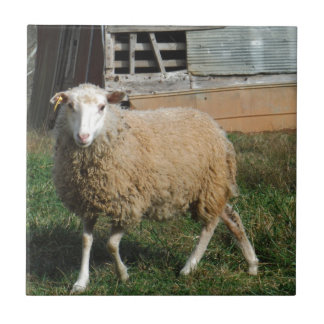 Carreau Jeune mouton blanc sur la ferme