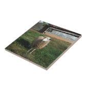 Carreau Jeune mouton blanc sur la ferme (Côté)