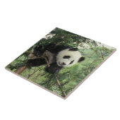 Carreau Jeune panda géant grimpe à un arbre, vallée de Wol (Côté)