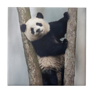 Carreau Jeune panda grimpant à un arbre, Chine
