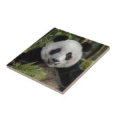 Carreau Jeune panda heureux, Chine (Côté)