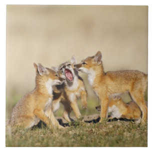 Carreau Jeune Renard véloce (Vulpes macrotis) au terrier d