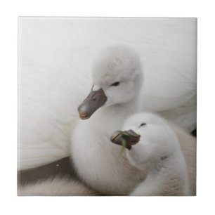 Carreau Jeunes cygnes de cygne muet