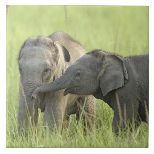 Carreau Jeunes d'Indian / Eléphant asiatique (Devant)