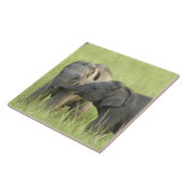 Carreau Jeunes d'Indian / Eléphant asiatique (Côté)