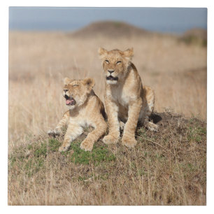 Carreau Jeunes lions