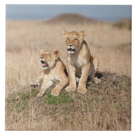 Carreau Jeunes lions (Devant)