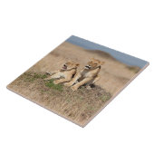 Carreau Jeunes lions (Côté)