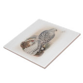 Carreau Jeunes oiseaux foncés de faucon du Groenland de la (Côté)