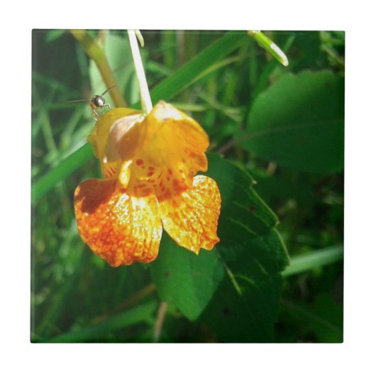 Carreau Jewel Weed, Fleur sauvage (Devant)