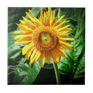 Carreau Joie de Tournesol