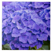 Carreau Joli bleu violet d'été Hydrangeas (Devant)