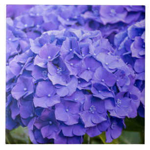 Carreau Joli bleu violet d'été Hydrangeas