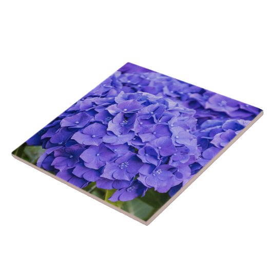 Carreau Joli bleu violet d'été Hydrangeas (Côté)