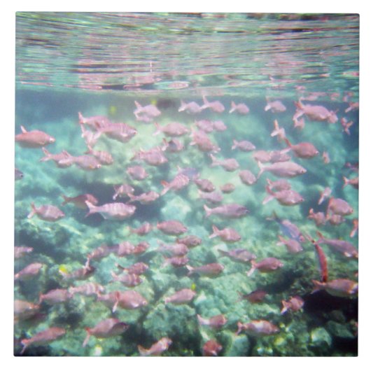 Carreau Joli carrelage en céramique de poisson tropical (Devant)