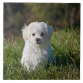 Carreau Joli chiot blanc (Devant)
