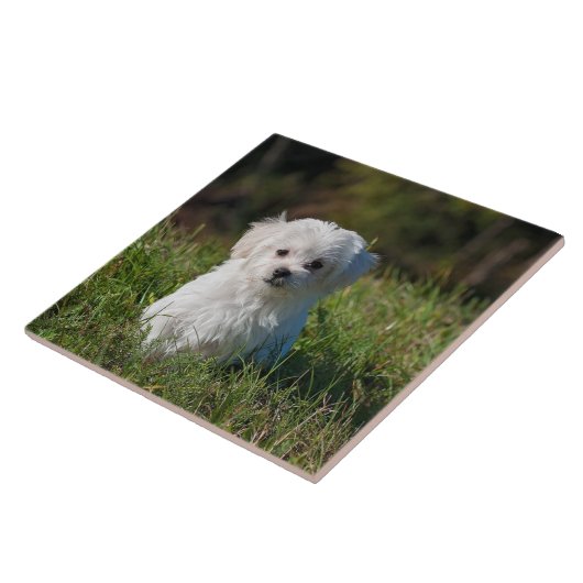 Carreau Joli chiot blanc (Côté)