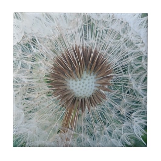 Carreau Joli Dandelion blanc (Devant)