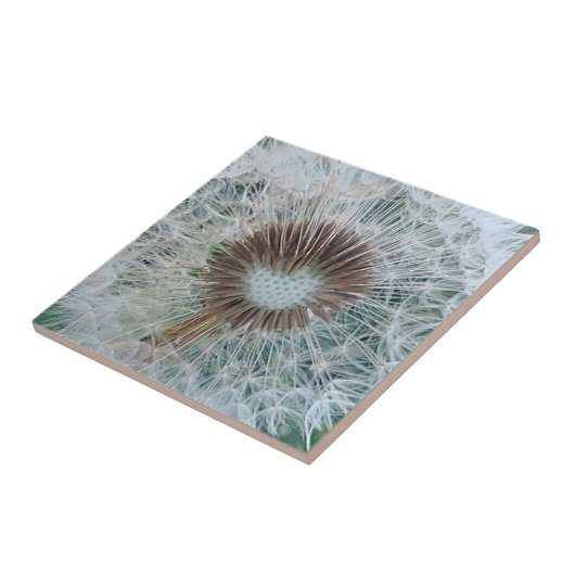 Carreau Joli Dandelion blanc (Côté)