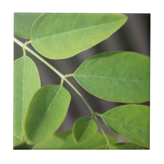 Carreau Joli feuilles de frêne d'été vert frais. (Devant)