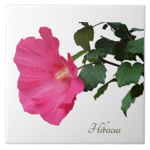 Carreau Joli hibiscus rose sur blanc