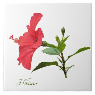 Carreau Joli hibiscus rouge sur blanc