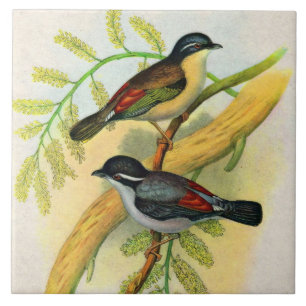 Carreau joli imprimé d'oiseaux