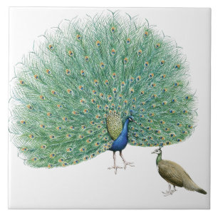 Carreau Joli Peacock