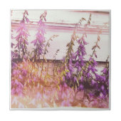 Carreau Joli pourpre (Devant)