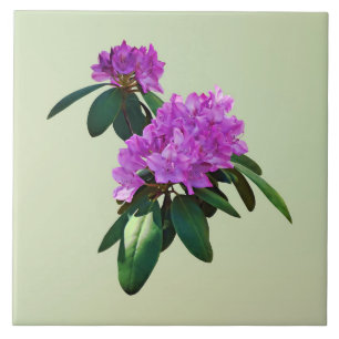 Carreau Joli Rhododendron rose