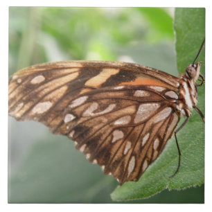Carreau Joli tuile papillon Brown