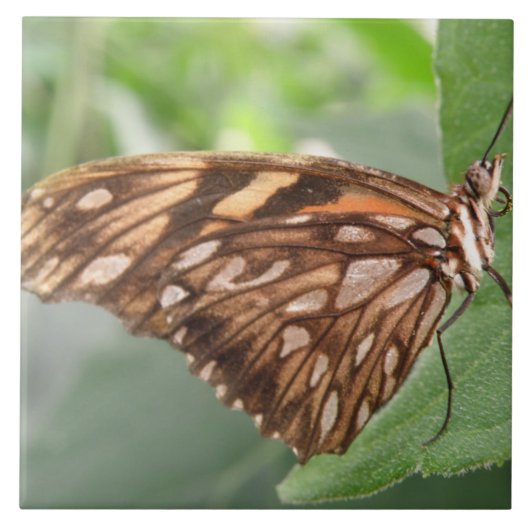 Carreau Joli tuile papillon Brown (Devant)