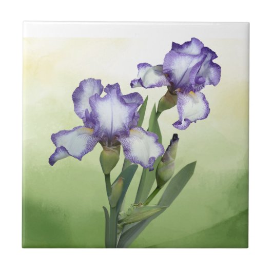 Carreau Joli violet blanc Iris Garden Flower Art (Devant)