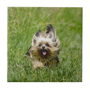 Carreau Joli Yorkshire Terrier courant dans l'herbe