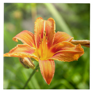 Carreau Jolie grande fleur Lily photo