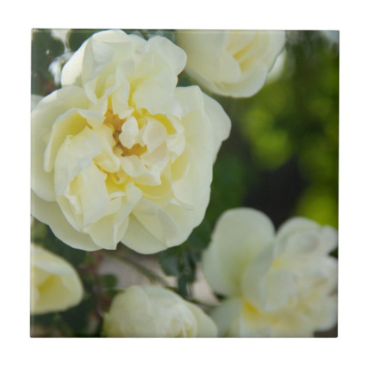 Carreau Jolies roses blanches pour positif (Devant)