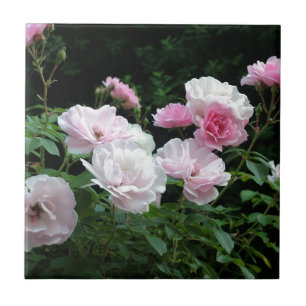 Carreau jolis buissons de fleurs de rose rose et blanc. Fl