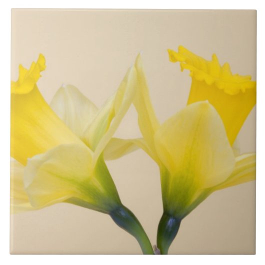 Carreau Jonquilles jaunes (Devant)