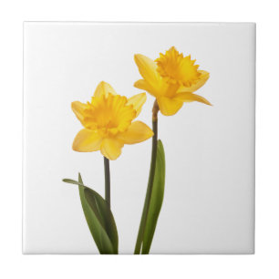 Carreau Jonquilles jaunes sur le blanc - blanc de fleur de