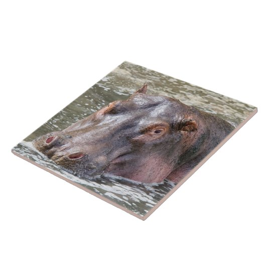 Carreau Joyeux Hippo (Côté)