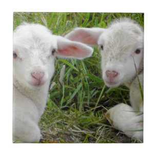 Carreau Jumeau Agneau Bébé Animal Pensée Pour Vous